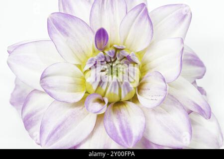 Dahlia in Blüte mit großer Schärfentiefe Stockfoto