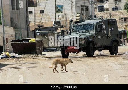 Jenin, Palästina. 31. August 2024. Ein streunender Hund läuft vor einem israelischen gepanzerten Jeep während eines Armeeangriffs in Jenin. Die israelische Armee sagte, zwei Palästinenser seien über Nacht getötet worden, als sie sich auf die Bombenangriffe im besetzten Westjordanland vorbereiteten, wo am vierten Tag eine israelische Operation begann. Quelle: SOPA Images Limited/Alamy Live News Stockfoto