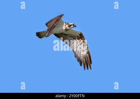 Westlicher Fischadler (Pandion haliaetus) im Flug gegen den blauen Himmel Stockfoto