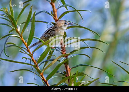 Zitting Cisticola / gestreifter Fantail-Gratler (Cisticola juncidis) im Busch thront Stockfoto