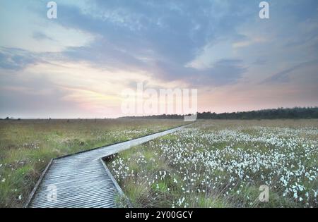 Holzweg auf Sumpf bei Sonnenuntergang, Drenthe, Niederlande Stockfoto