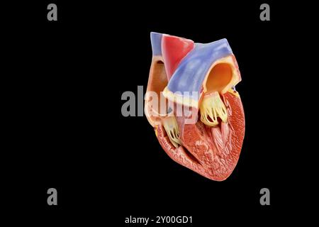 In künstlichen Modell der öffnete das menschliche Herz auf schwarzem Hintergrund Stockfoto