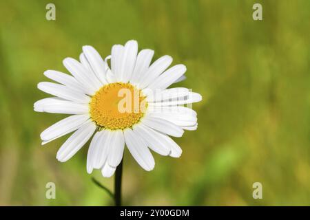 Eine einsame Blüte weiße Daisy mit schönen Bokeh in grünen Weide Stockfoto