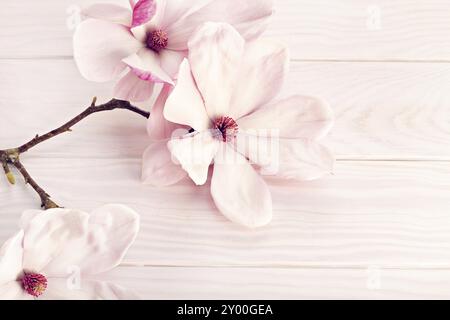 Magnolia soulangeana Blume auf weißem Holz- Hintergrund. Kopieren Sie Platz für Text Stockfoto