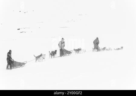 Hundeschlitten im Schnee im Stuor Reaiddavaggi Tal, Kebnekaisefjaell, Norrbotten, Lappland, Schweden, März 2013, Europa Stockfoto