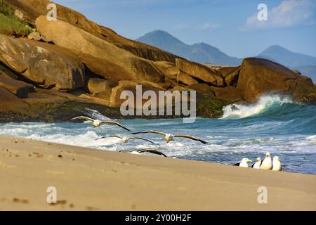 Möwen fliegen über den Sand am Strand mit dem Meer, Wellen und Steine im Hintergrund Stockfoto