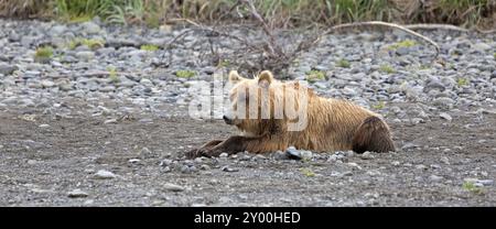 Grizzlybär am Ufer des Douglas River im Katmai National Park in Alaska Stockfoto