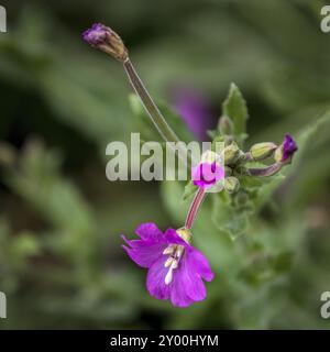 Lebendige große Weidenweide (Epilobium hirsutum) in voller Blüte Stockfoto