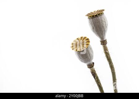 Getrocknete Mohnkapseln Stockfoto