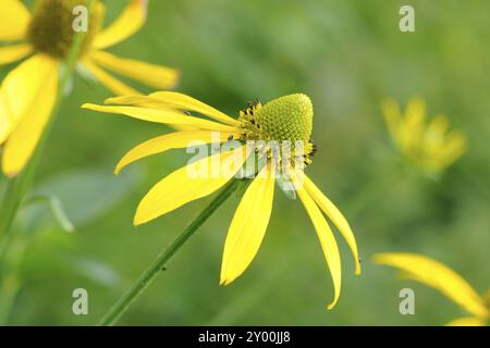 Rudbeckia nitidana auf einer Wiese, wilde Form Stockfoto