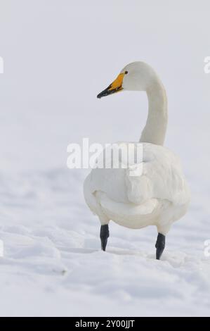 Singschwäne (Cygnus cygnus) in der Oberlausitz, Winter, Zugvogel, Whooper Schwan, Überwinterungsvogel, ruhender Vogel Stockfoto