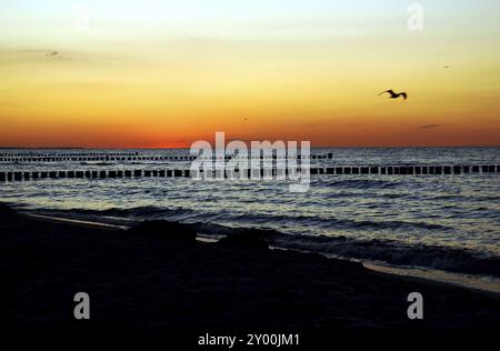 Möwen fliegen über die ostseeküste bei Sonnenuntergang Stockfoto