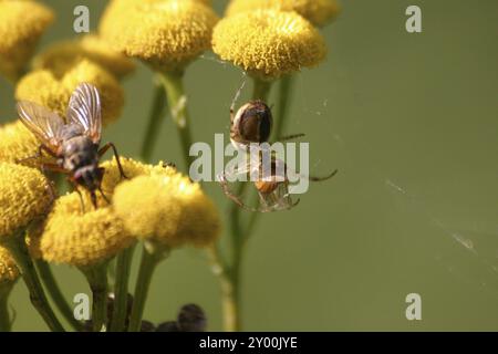 Spinnen und fliegen auf einer gelben Blume Stockfoto