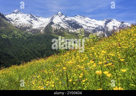 Bunte Blumenwiese in Südtirol, Italien, Europa Stockfoto