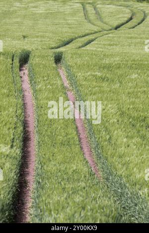 Spuren in einem grünen Maisfeld Stockfoto