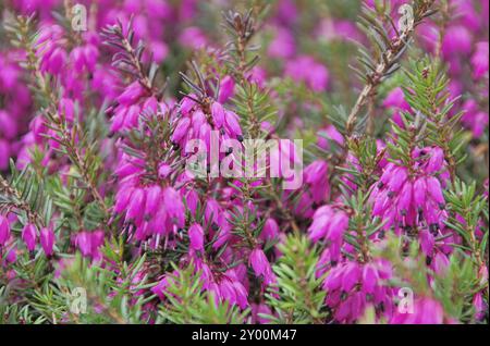 Heather, Erica 33 Stockfoto