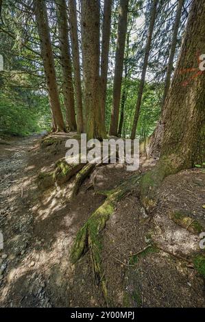 Baumwurzeln auf dem Steinweg zur Teufelskueche, die als Naturdenkmal ausgewiesen ist. In der Nähe von Oberguenzburg in Guenztal, Allgaeu, Bavari Stockfoto