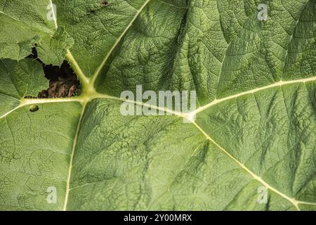 Blätter des brasilianischen Riesen-Rhabarber, gunnera manicata Stockfoto