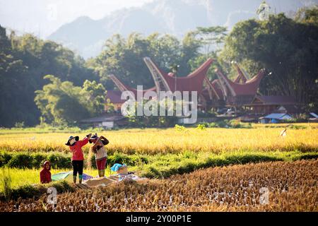 Menschen, die auf Reisfeldern arbeiten, Reis sortieren, sammeln und trocknen, mit traditionellen tana toraja Häusern im hinteren Teil, sulawesi, indonesien Stockfoto