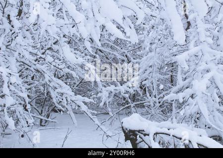 Bäume im Schnee. An einem frostigen Wintertag sind Zweige von Bäumen und Büschen in Schnee gehüllt. Stockfoto