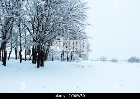 Winterlandschaft Gruppe von Bäumen nach Schneefall. Schöne kalte Winterlandschaft in weiß, Schwarz, Schattierungen. Stockfoto