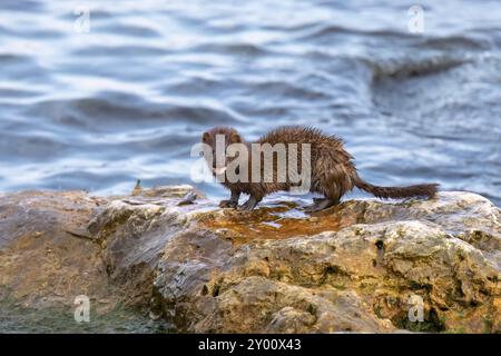 Amerikanischer Nerz (Neovison Vison) auf der Jagd auf dem Lake Michigan Stockfoto