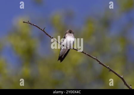 Der Sand martin (Riparia riparia) im Flug. Vogel auch bekannt als Uferschwalbe (in Amerika), Kragen-Sand-martin oder gewöhnlicher Sand-martin Stockfoto