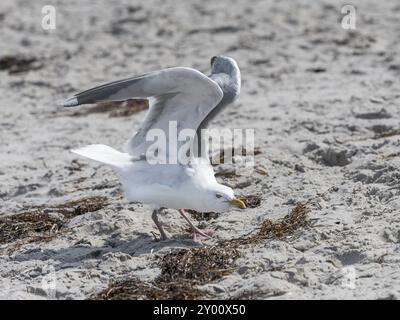 Heringsmöwen fliegen über den Sandstrand der Ostsee mit Wellen und blauem Himmel Stockfoto