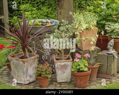 Verschiedene Pflanzen in Töpfen, angeordnet in einem Garten um einen Baum, borken, münsterland, deutschland Stockfoto