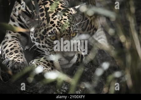 Jaguar liegt hinter Gras. Geflecktes Fell, getarnt lauert. Die große Katze ist ein Raubtier. Schauen Sie zum Betrachter. Tierfoto eines Jägers Stockfoto