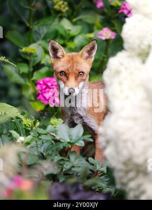 Nahaufnahme eines niedlichen Rotfuchs, der zwischen Gartenblumen steht Stockfoto