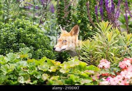 Nahaufnahme eines niedlichen Rotfuchs-Jungen zwischen Gartenblumen Stockfoto