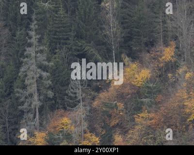 Herbstfarbener Bergwald im Hoellental in Oberfranken, mit zwei toten Lärchen links Stockfoto