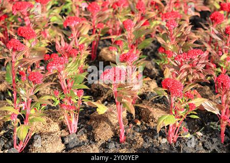 Dunkelrote Hähnchenwabenblume, Blume von Hähnchenwaben (Celosia cristata) im Garten mit selektivem Fokus fotografiert. Stockfoto