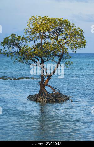 Ein mittig einsamer Mangrovenbaum und seine Wurzeln stehen mitten im Ozean vor der Küste der Neil-Insel der Andamanen- und Nikobar-Inseln von in Stockfoto