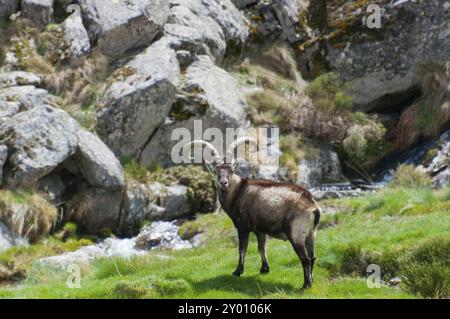 Ein Steinbock steht auf einer Wiese vor einem Hintergrund von Felsen und Gras, Gredos Steinbock (Capra pyrenaica victoriae), spanischer Steinbock (Capra pyrenaica), Iberian i Stockfoto