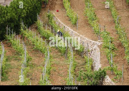 Vinas de variedad Malvasia, Banyalbufar. Parque Natural de la Sierra de Tramuntana. Mallorca. Islas Baleares. Spanien Stockfoto