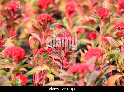 Dunkelrote Hähnchenwabenblume, Blume von Hähnchenwaben (Celosia cristata) im Garten mit selektivem Fokus fotografiert. Stockfoto