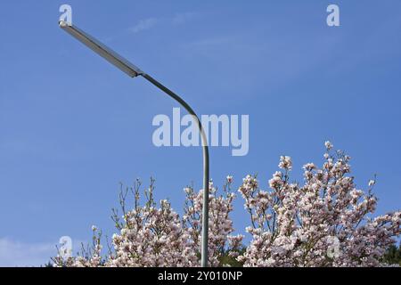 Magnolie in voller Blüte und eine Straßenlaterne Stockfoto