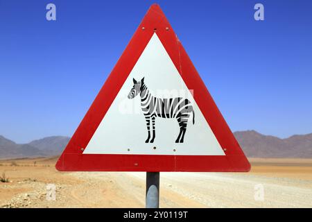 Schild Zebras überqueren Sie einen Schotterweg im Namibrand Nature Reserve in Namibia Stockfoto