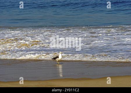 Möwe Spaziergänge zwischen dem Meer und den Sand am Strand Stockfoto