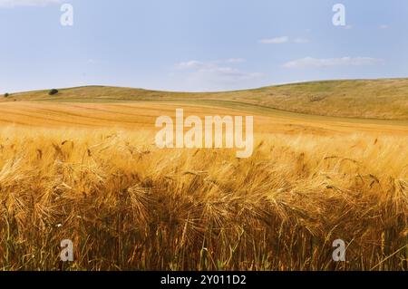 Ein Weizenfeld in der Uckermark kurz vor der Ernte. Die Ohren schwanken im Sommerwind. Im Hintergrund mehr Felder in den sanften Hügeln. Stockfoto