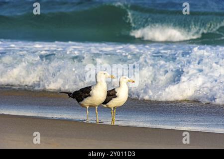 Zwei Möwen über dem Sand am Ufer mit den Wellen und dem Meer im Hintergrund Stockfoto