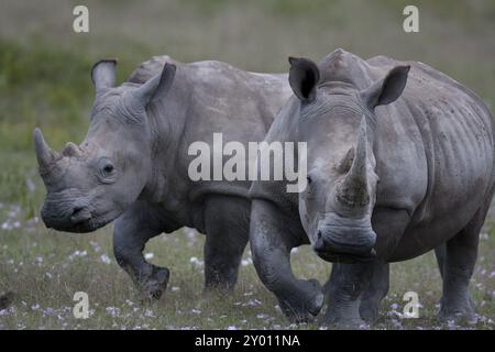 2 weiße Nashörner, die auf einer Blumenwiese am Nakuru-See weiden Stockfoto