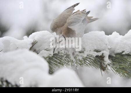 Taube mit Kragen im Winter, auf einem Baumstamm. Taube mit Kragen im Winter, auf einem Baum Stockfoto