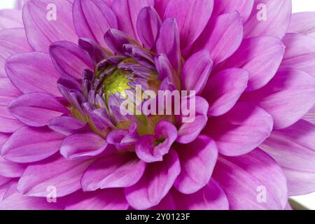 Dahlia in Blüte mit großer Schärfentiefe Stockfoto