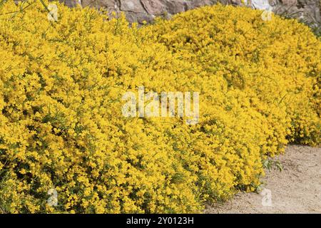 Ginster, Sandginster (Genista) Stockfoto