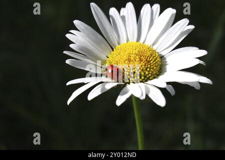 Marienkäfer sitzt auf einem Kamille Blume Stockfoto