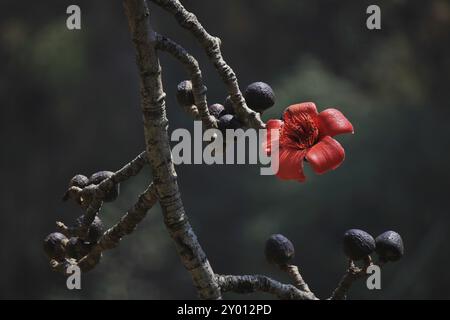 Rote Baumblüte fotografiert in Shyaphru Besi, Langtang Nationalpark, Nepal, Asien Stockfoto