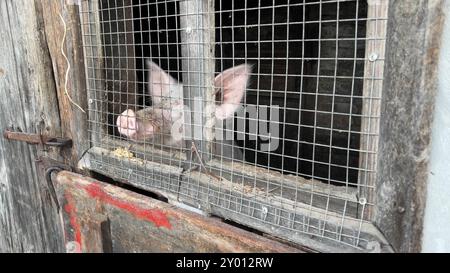 Das Ferkel ist in der Scheune hinter dem Käfig. Stockfoto